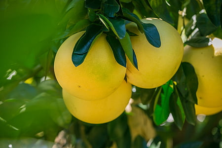 jeruk Bali madu, jeruk, Fujian