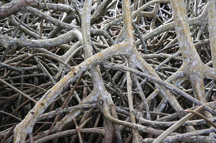 Mangrove, root, Martinique