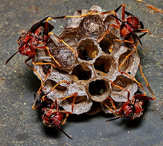 wasp, nest, eggs, macro, hive, larvae, family