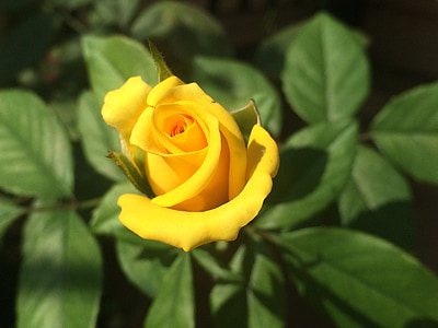 Rosa, groc, flor, floració, verd, flor, Jardineria