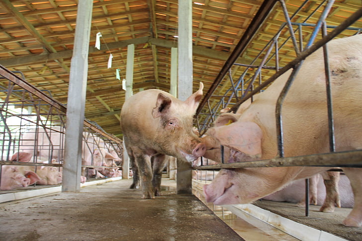 un porc, Inseminació artificial, lluitador, Sergipe, Brasil