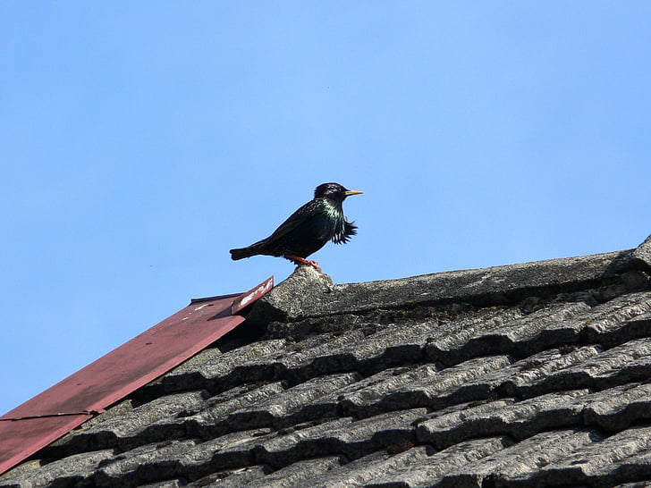 Starling, primavera, canto de los pájaros, flora y fauna, negro, pájaro, techo