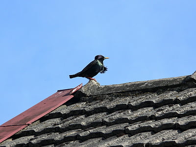 starling, spring, birds singing, wildlife, black, bird, roof