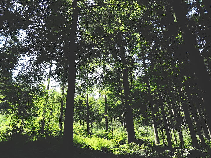 trees, rain, forest, green, plants, nature, woods