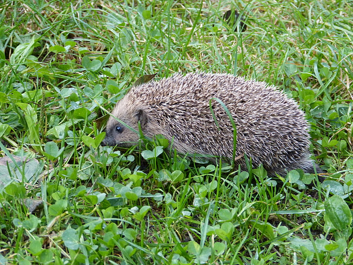 hedgehog, erinaceus europaeus, thúc đẩy, động vật, động vật ăn thịt, Thiên nhiên, động vật hoang dã