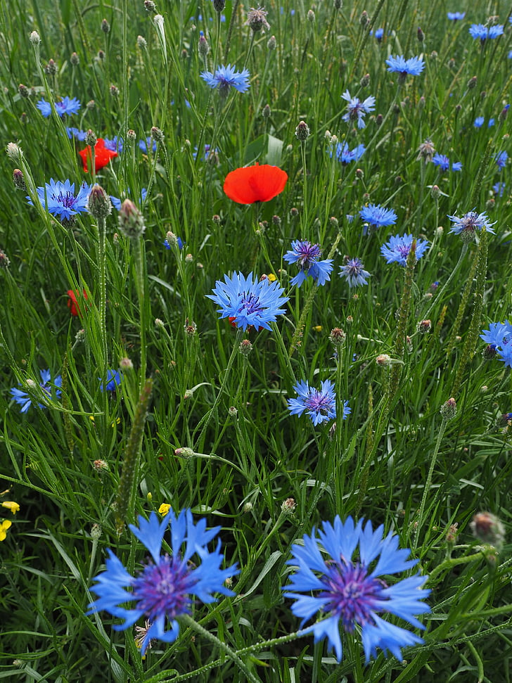 cornflowers, kornblumenfeld, 꽃, 꽃, 블루, 보라색, 바이올렛
