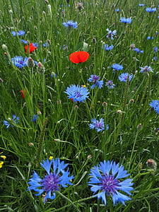 cornflowers, kornblumenfeld, puķe, ziedi, zila, Violeta, Violeta