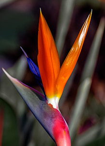 Bird of paradise blomst, blomst, kronblade, solen lyser, haven, orange, rød
