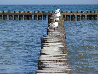 Seagull, rompeolas, Mar Báltico