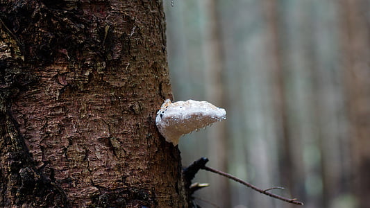 fungus, tree, mushroom, bark, rain, water, droplets
