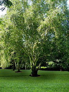 листа, природата, дърво, Грийн, Castle парк