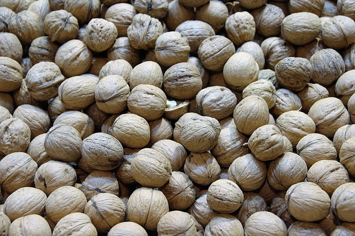 walnuts, nuts, macro, close, seedling, walnut, nut