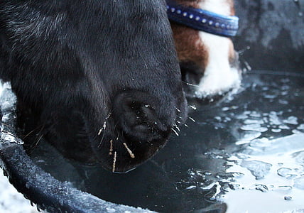 horse, foot, drink, water, winter, ice, soak
