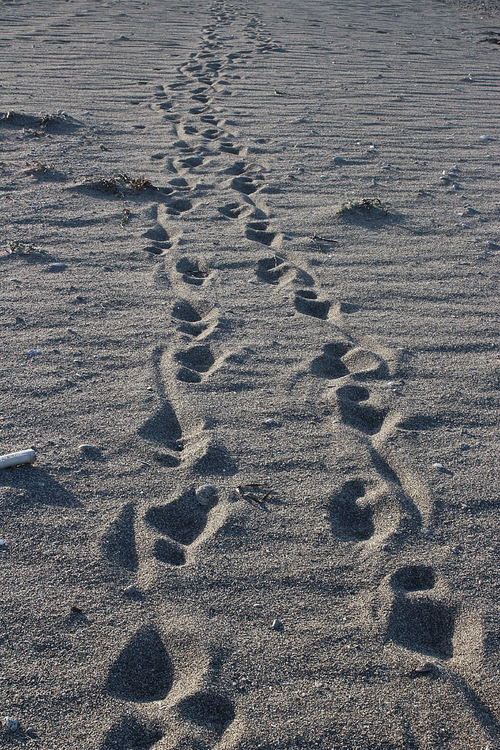 pēdās, smilts, staigāt, taka, eja, pludmale, daba