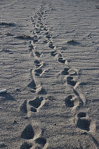 voetstappen, zand, wandeling, Trail, passage, strand, natuur