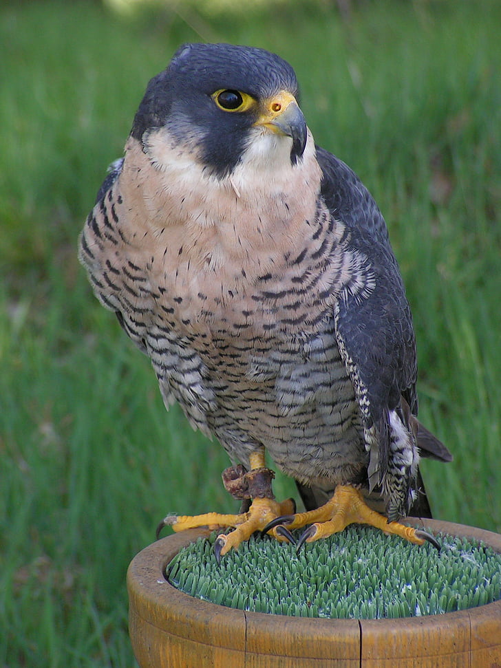 Falco Pellegrino, Falco peregrinus, Falcon, falconeria, Predator, seduta, allevamento di rapaci
