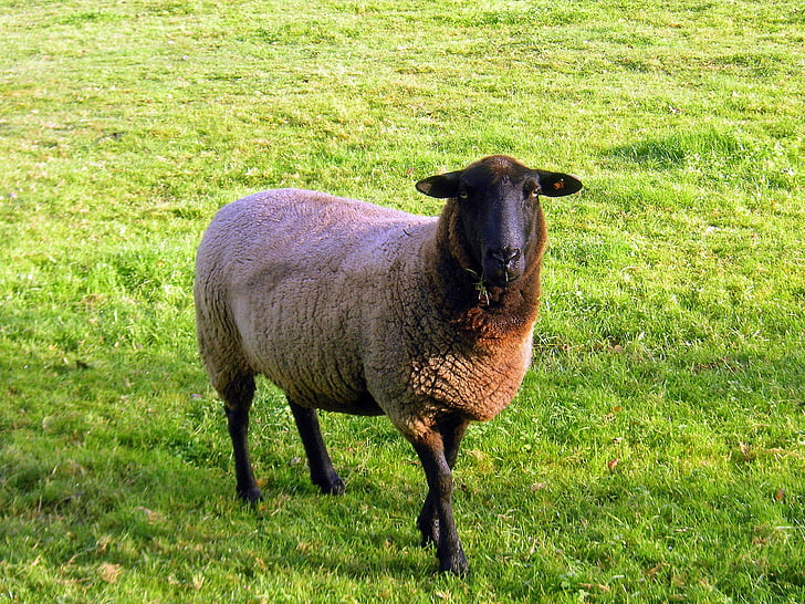 mouton noir visage, moutons, animal, ferme, animaux de la ferme, Agriculture