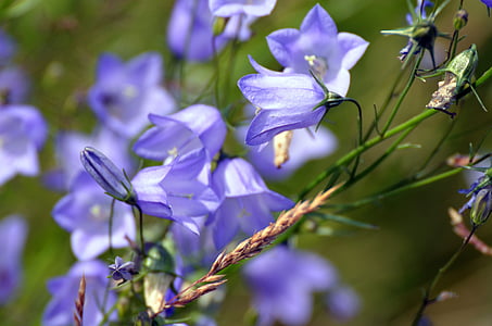 Blue bell, virágok, nyári