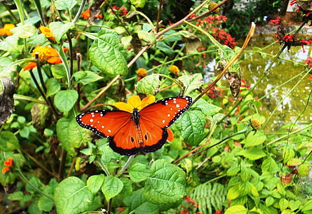 Motyl, ogród, kwiaty, rośliny, Meksykańska, słoneczniki, pomarańczowy