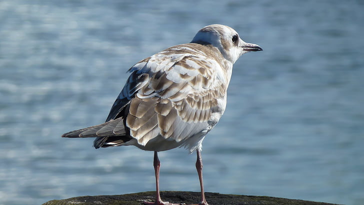 seagull, bird, water bird, lake, north sea, water, sea