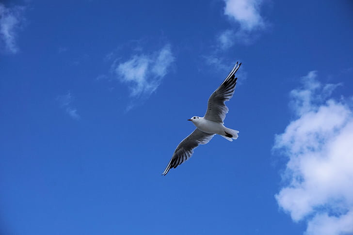 seagull, baltic sea, sea, water bird, water, bird, sky