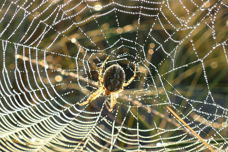 павутина, веб-вузли, Природа, роси, павутиння, ранок, Комаха