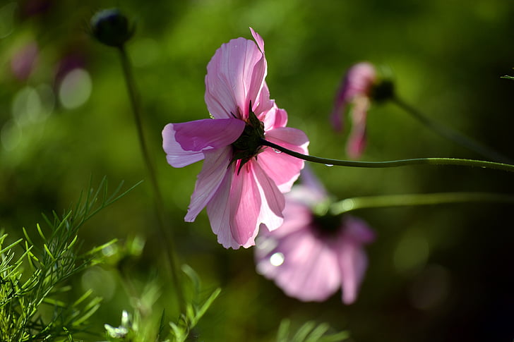 pink cosmos, blossom, nature, flower, growth, fragility, petal