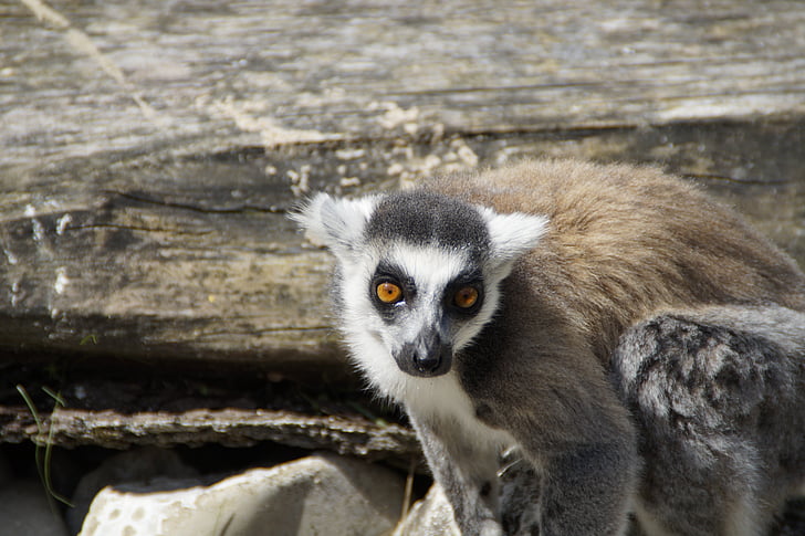 lemur munito anello, lemure, proscimmia, Lemure catta, a righe, animale, mammifero