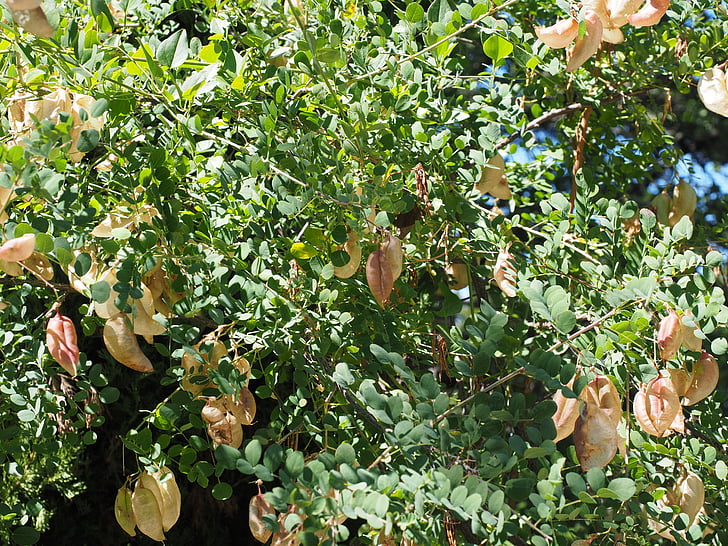 keltainen kupla pensas, Bush, colutea arborescens, Fabaceae, kasveihin, palkokasvien, puu