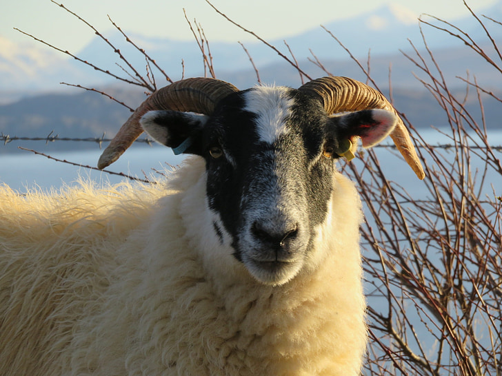 fåren, Skottland, ön Isle of skye, Horn, RAM-minne