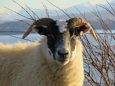 pecore, Scozia, Isola di skye, Corno, RAM