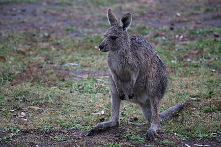 kænguru, våd, Australien, dyr i naturen, animalske dyreliv, et dyr, dyr temaer