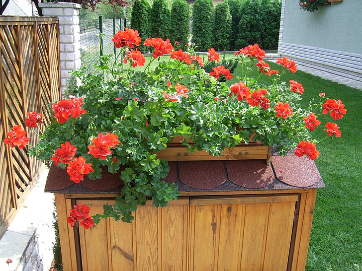futómuskátli, flower, plant, summer flowers