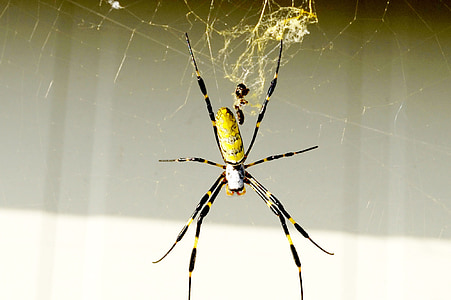 Spider, žltá, nádhera