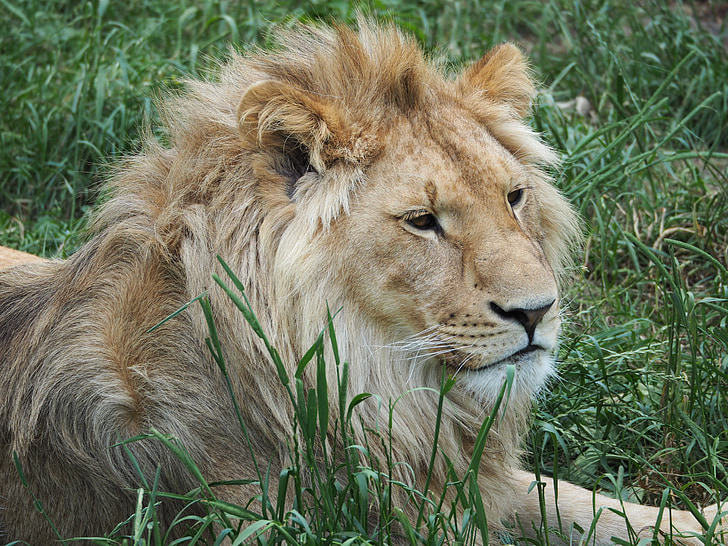 lõvi, kuningas, ülejäänud, boss, lõvi - kasside, undomesticated kass, Wildlife