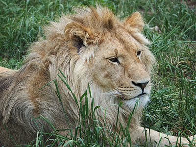 lion, king, rest, boss, lion - Feline, undomesticated Cat, wildlife