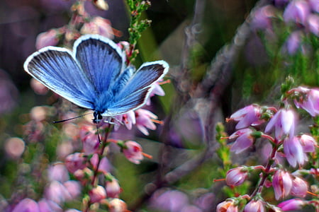 common blue, butterfly, butterflies, blue, heather, nature, insect