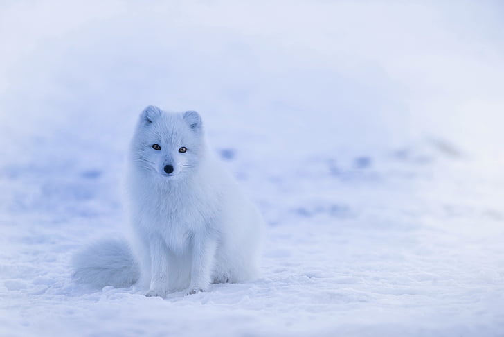 Islandija, polarna lisica, živali, prosto živeče živali, srčkano, pozimi, sneg