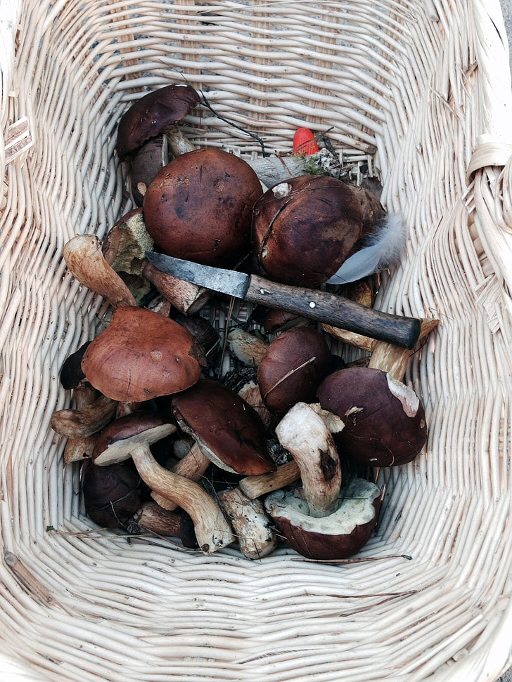 mushrooms, chestnuts, autumn, forest mushrooms, basket, rac