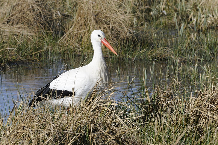stork, bird, normandy