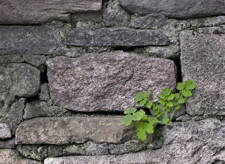 biljka, zid, priroda, divlje, ekstremni život, izdržljivost, kamena