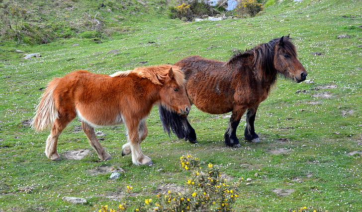 pottok, horse of the pyrenees, little basque horse