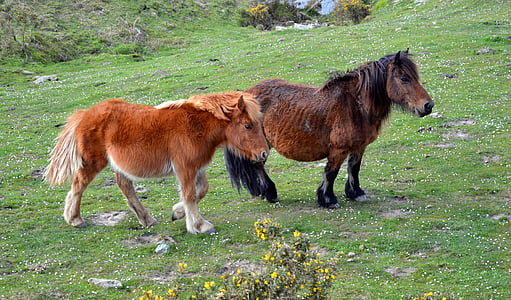 pottok, hest i Pyrenæerne, lille baskiske hest
