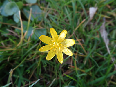 yellow star, spring, flower, nature, bloom, yellow