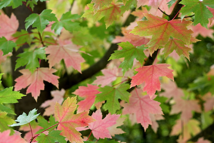 Acer, pozostawia, kolor, klon, liść, drzewo, Natura
