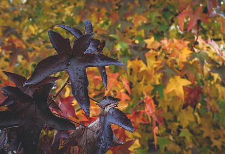 rudens, fons, Leaf, kritums, sezonas, rudenī lapas fons, rudens lapas