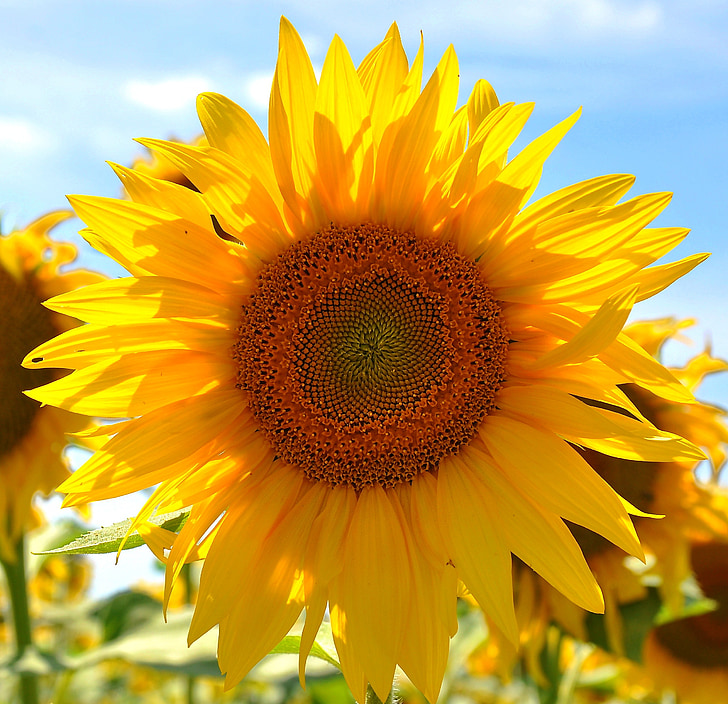 слънчоглед, жълто цвете, слънчоглед поле, растения, лято, жълто, природата