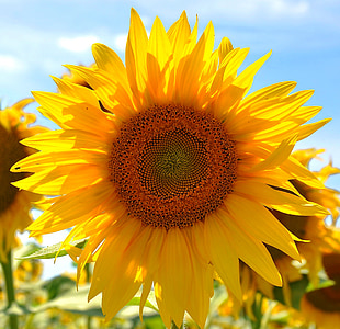 girassol, flor amarela, campo de girassol, plantas, Verão, amarelo, natureza