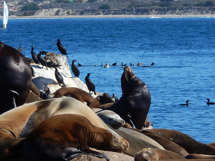 djur, sjölejon, havslevande djur, sälar, sjöfåglar, vatten, Monterey bay