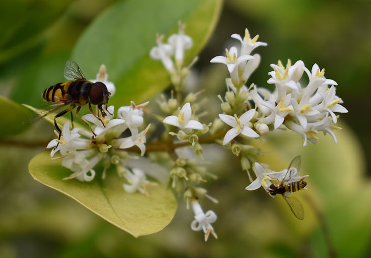 lebah, lebah, bunga, serbuk sari